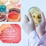 Boite de Petri en plastique carrée 120x120mm